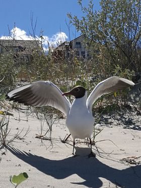 treue Urlaubsbegleiter – unsere Tauben heißen nämlich Möwen!